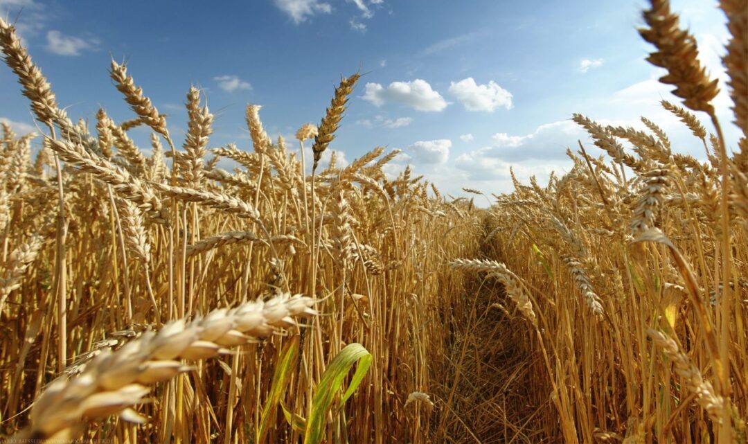 Cerealicoltura in Irpinia. Picariello (Ordine Agronomi Avellino): “Bene l’associazionismo nel settore per crescere e fare impresa”